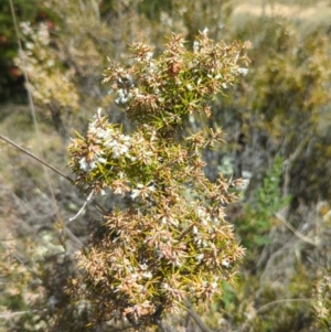 Lissanthe strigosa subsp. subulata at Tuggeranong, ACT - 8 Oct 2023
