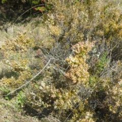 Lissanthe strigosa subsp. subulata at Tuggeranong, ACT - 8 Oct 2023