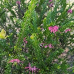 Grevillea (genus) (Grevillea) at Tuggeranong, ACT - 8 Oct 2023 by JP95