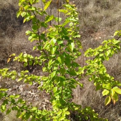 Pyrus sp. (An Ornamental Pear) at Pine Island to Point Hut - 8 Oct 2023 by JP95