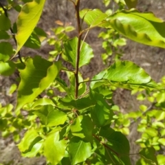 Pyrus sp. at Tuggeranong, ACT - 8 Oct 2023