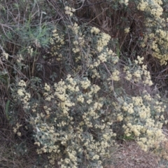 Pomaderris pallida (Pale Pomaderris) at Lyons, ACT - 5 Oct 2023 by ran452