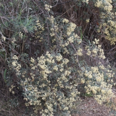 Pomaderris pallida (Pale Pomaderris) at Lyons, ACT - 6 Oct 2023 by ran452