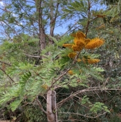 Grevillea robusta (Silky Oak) at Chapel Hill, QLD - 6 Oct 2023 by UserKC