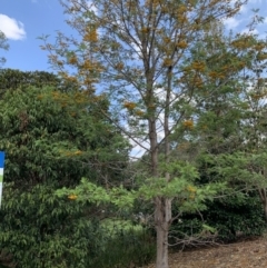 Grevillea robusta at Chapel Hill, QLD - 6 Oct 2023