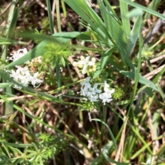 Asperula conferta (Common Woodruff) at Wallaroo, NSW - 8 Oct 2023 by strigo