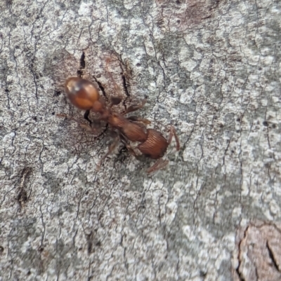 Podomyrma adelaidae (Muscleman tree ant) at Holder, ACT - 8 Oct 2023 by Miranda