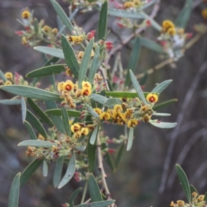 Daviesia mimosoides subsp. mimosoides at Lyons, ACT - 5 Oct 2023 01:20 AM