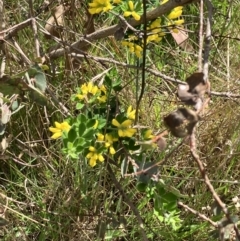 Genista monspessulana (Cape Broom, Montpellier Broom) at Hall, ACT - 8 Oct 2023 by strigo