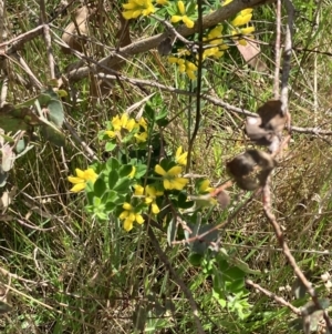 Genista monspessulana at Hall, ACT - 8 Oct 2023 12:15 PM