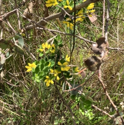 Genista monspessulana (Cape Broom, Montpellier Broom) at Hall, ACT - 8 Oct 2023 by strigo