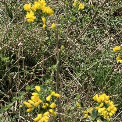 Genista monspessulana (Cape Broom, Montpellier Broom) at Hall, ACT - 8 Oct 2023 by strigo