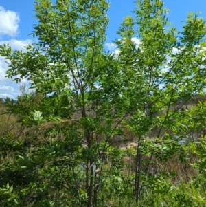 Fraxinus pennsylvanica at Tuggeranong, ACT - 8 Oct 2023 02:48 PM