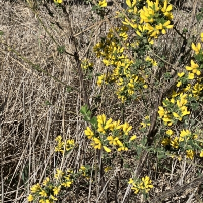 Genista monspessulana (Cape Broom, Montpellier Broom) at Hall, ACT - 1 Oct 2023 by strigo