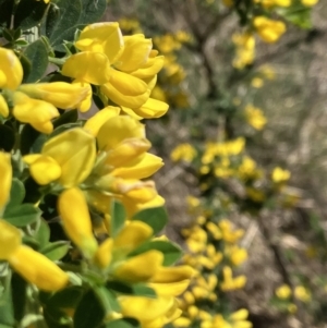 Genista monspessulana at Hall, ACT - 1 Oct 2023 12:14 PM