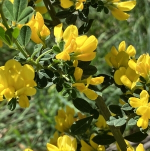 Genista monspessulana at Hall, ACT - 1 Oct 2023