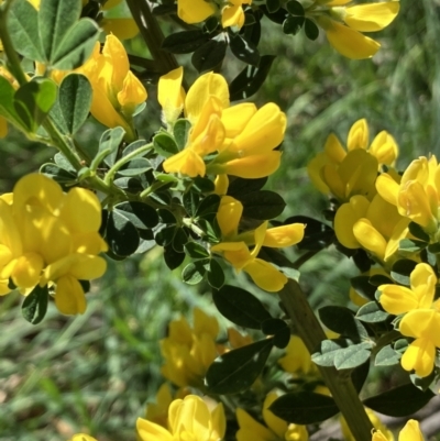 Genista monspessulana (Cape Broom, Montpellier Broom) at Hall, ACT - 1 Oct 2023 by strigo