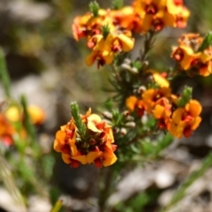 Dillwynia sericea (Egg And Bacon Peas) at Gungahlin, ACT - 8 Oct 2023 by Thurstan