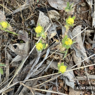 Triptilodiscus pygmaeus (Annual Daisy) at Hall, ACT - 4 Oct 2023 by strigo