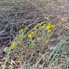 Hibbertia calycina (Lesser Guinea-flower) at Umbagong District Park - 8 Oct 2023 by LPadg