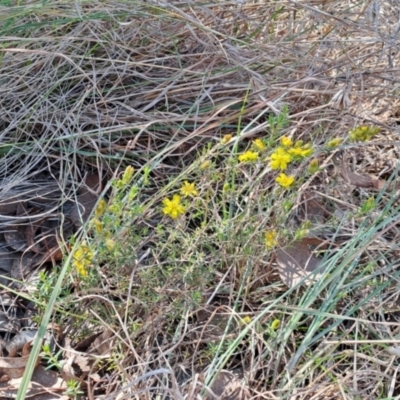 Hibbertia calycina (Lesser Guinea-flower) at Umbagong District Park - 8 Oct 2023 by LPadg