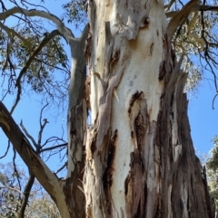 Eucalyptus mannifera subsp. mannifera at Hall, ACT - 1 Oct 2023