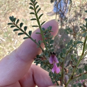 Indigofera adesmiifolia at Hall, ACT - 8 Oct 2023