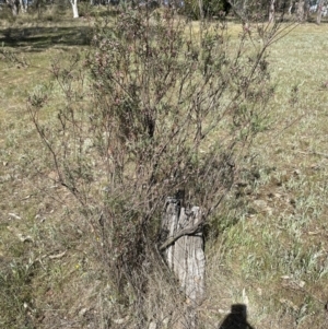 Indigofera adesmiifolia at Hall, ACT - 8 Oct 2023