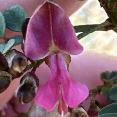 Indigofera adesmiifolia at Hall, ACT - 8 Oct 2023