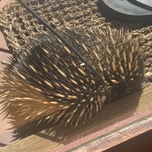 Tachyglossus aculeatus at Ainslie, ACT - 8 Oct 2023