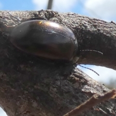 Chalcopteroides cupripennis (Rainbow darkling beetle) at Bicentennial Park - 7 Oct 2023 by Paul4K