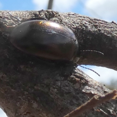 Chalcopteroides cupripennis (Rainbow darkling beetle) at Queanbeyan West, NSW - 8 Oct 2023 by Paul4K