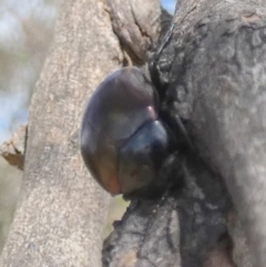 Chalcopteroides cupripennis at Queanbeyan West, NSW - 8 Oct 2023