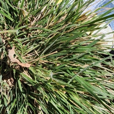 Nassella neesiana (Chilean Needlegrass) at Deakin, ACT - 8 Oct 2023 by Steve818