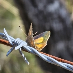 Paralucia aurifera at Captains Flat, NSW - 8 Oct 2023 03:34 PM