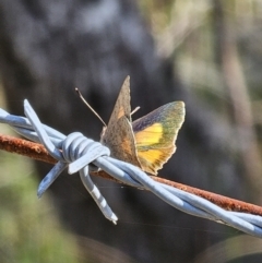 Paralucia aurifera at Captains Flat, NSW - 8 Oct 2023