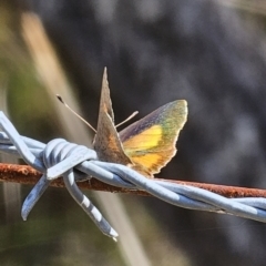 Paralucia aurifera at Captains Flat, NSW - 8 Oct 2023