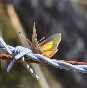 Paralucia aurifera at Captains Flat, NSW - 8 Oct 2023 03:34 PM