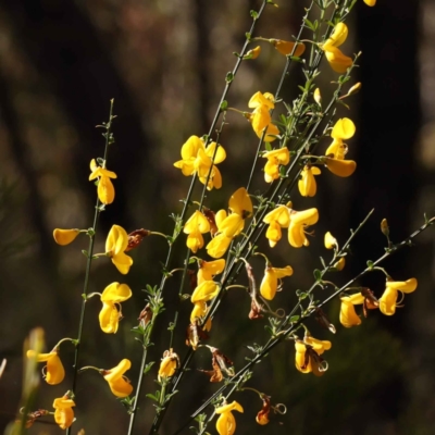 Cytisus scoparius subsp. scoparius (Scotch Broom, Broom, English Broom) at O'Connor, ACT - 8 Oct 2023 by ConBoekel