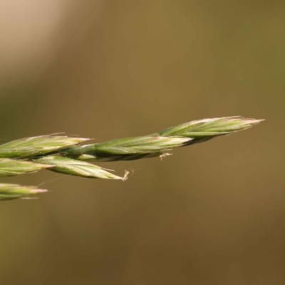 Lolium arundinaceum (Tall Fescue) at O'Connor, ACT - 7 Oct 2023 by ConBoekel