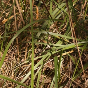 Festuca arundinacea at O'Connor, ACT - 8 Oct 2023