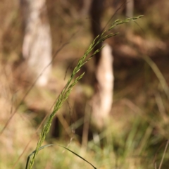 Lolium arundinaceum at O'Connor, ACT - 8 Oct 2023