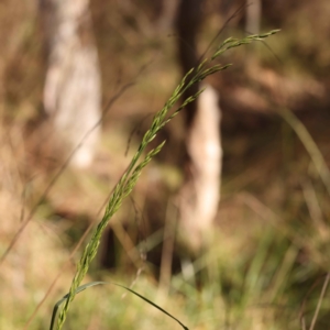 Lolium arundinaceum at O'Connor, ACT - 8 Oct 2023