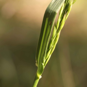 Festuca arundinacea at O'Connor, ACT - 8 Oct 2023