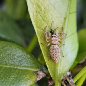 Opisthoncus grassator at Denman Prospect, ACT - 8 Oct 2023 04:02 PM