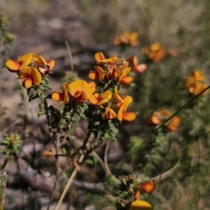 Pultenaea procumbens at Captains Flat, NSW - 8 Oct 2023 04:00 PM