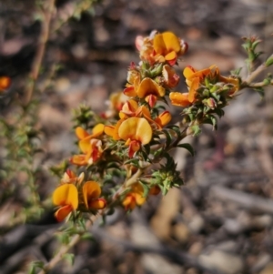 Pultenaea procumbens at Captains Flat, NSW - 8 Oct 2023 04:00 PM