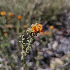 Pultenaea procumbens at Captains Flat, NSW - 8 Oct 2023