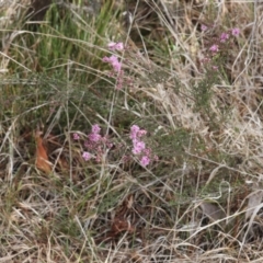 Kunzea parvifolia (Violet Kunzea) at Lyons, ACT - 4 Oct 2023 by ran452