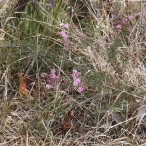 Kunzea parvifolia at Lyons, ACT - 5 Oct 2023 01:21 AM